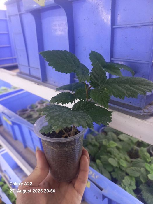 In Vitro Ежевика/Маймунжон кўчатлари (янги нав Loch Ness)