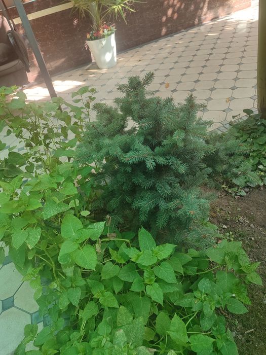 Голубая ель ку́к арча