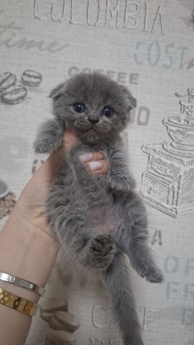 Шотландский девичка и мальчик