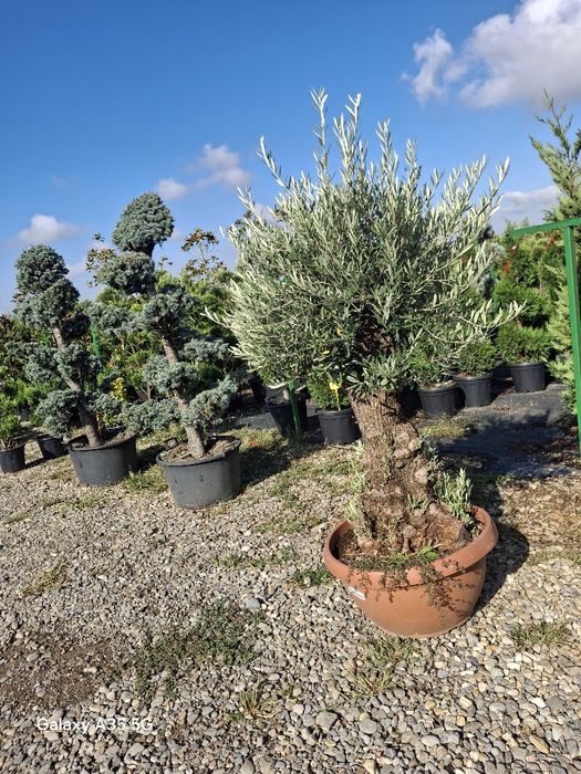 Vând plante ornamentale și livrez