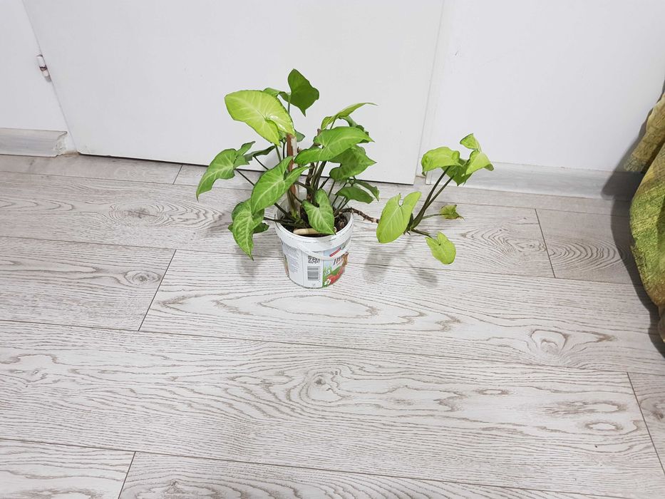 Стайно цвете в саксия спатифилум