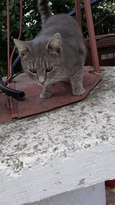 Pisica pentru adoptie