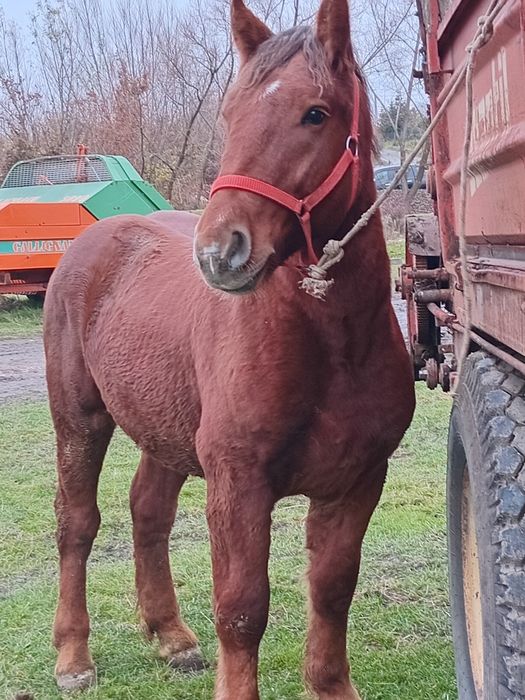 Vad manz smigreu de un an