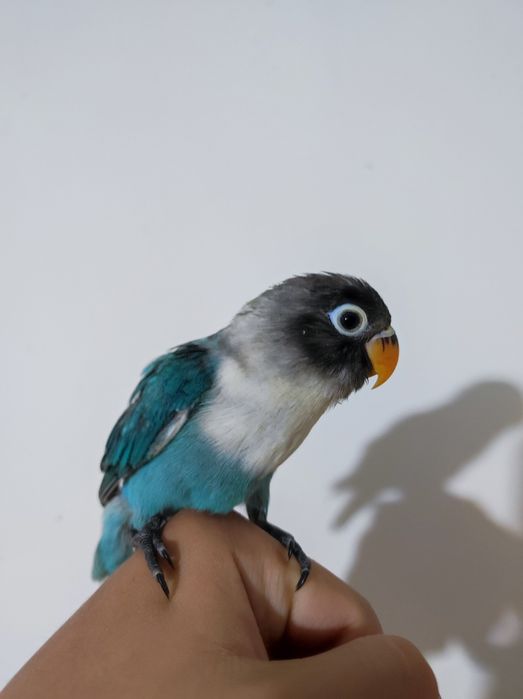 Попугаи неразлучники