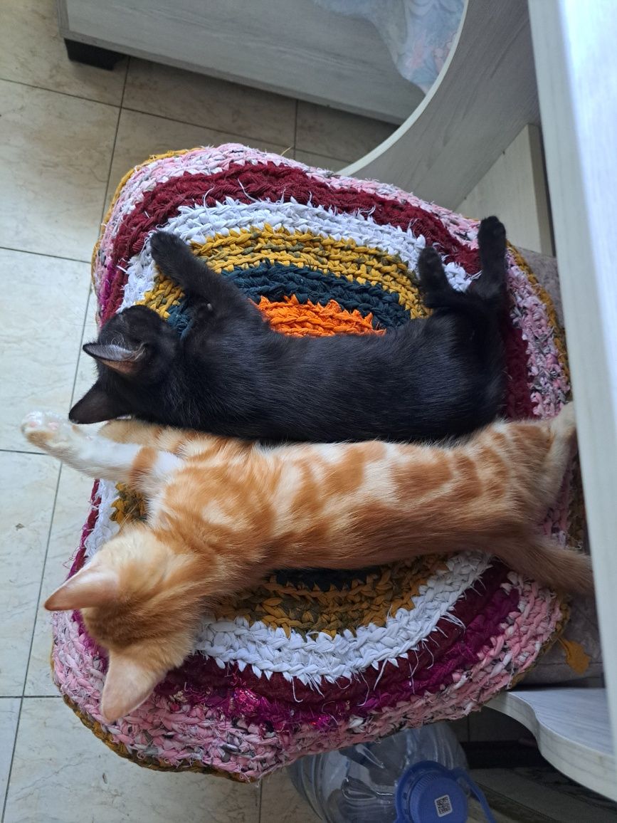 Отдам котят в добрые руки