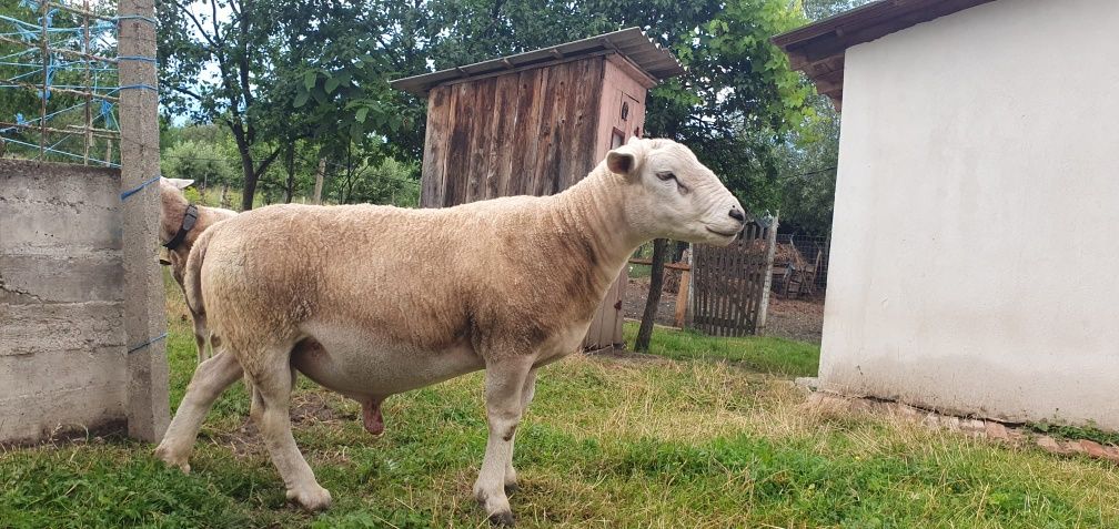 Oi si berbeci Rasa Texel