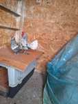 Sebright disponibili
