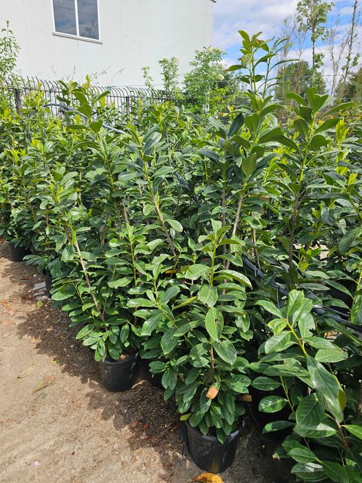 Tuia smarald lelandy palmieri bonsai catalpa globulare pon pon tei