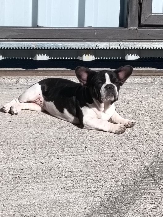 Donez doua femele bulldog