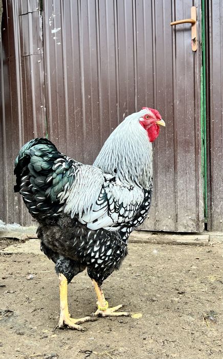 Oua incubat Sussex Wyandotte auriu albastru - Trimit prin curier