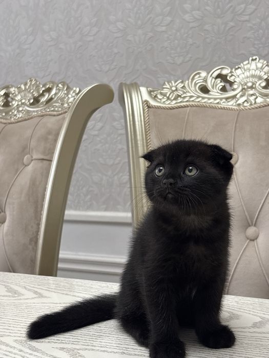 Продаются котят 2 месячные Породистые