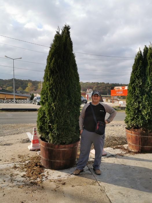 Tuia, brad, magnolia, mesteacăn, platan, tei, etc