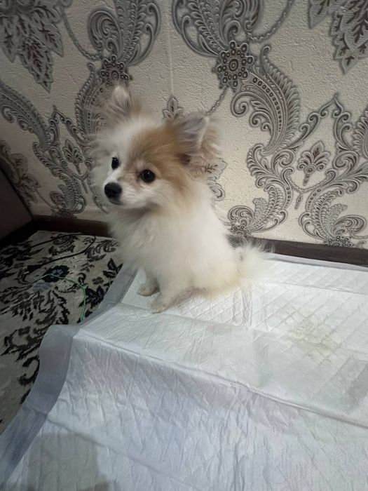 Продается собака, Померанский шпиц