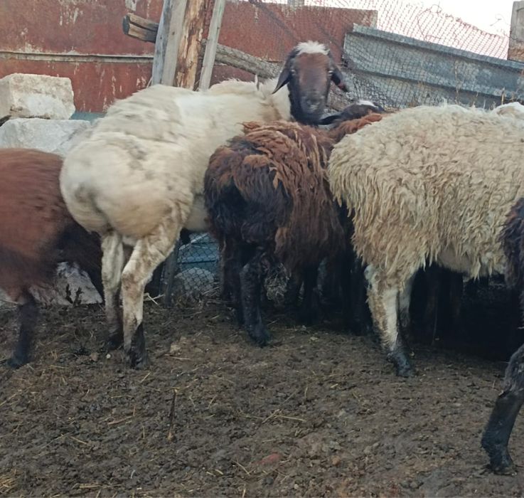 Продам кошкара находится В Качирском раене