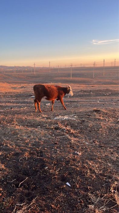 Баспақ февральский ұрғашы сатылады