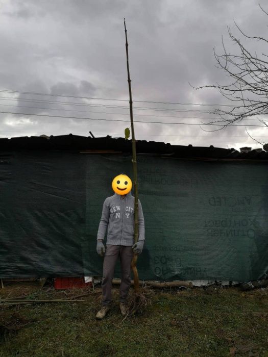 Пауловния Томентоса и Шан Тонг - двугодишни фиданки.