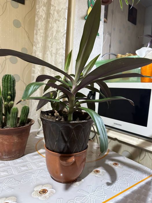 Продам цветы 50 тысяч