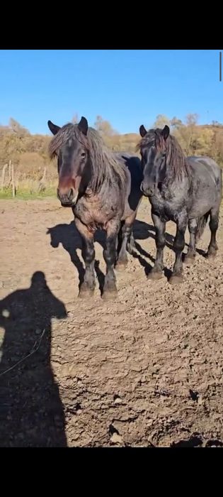 Vând doi mânji frați