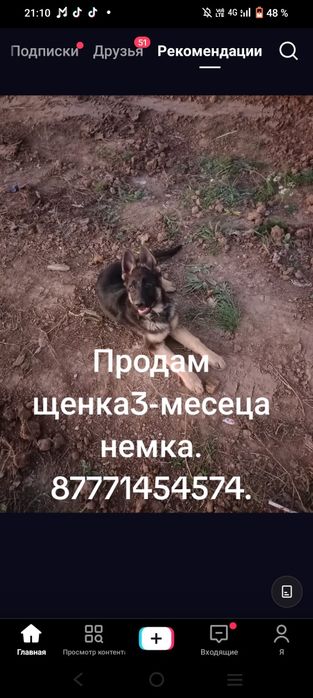 Продам щенка немецко авчарки(девочка)