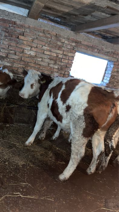 Vand juninca in varsta de 4 ani cu vitel tauras