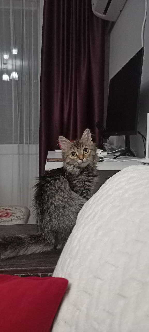 Шикарная котейка ищет дом