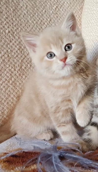Шотландский котенок