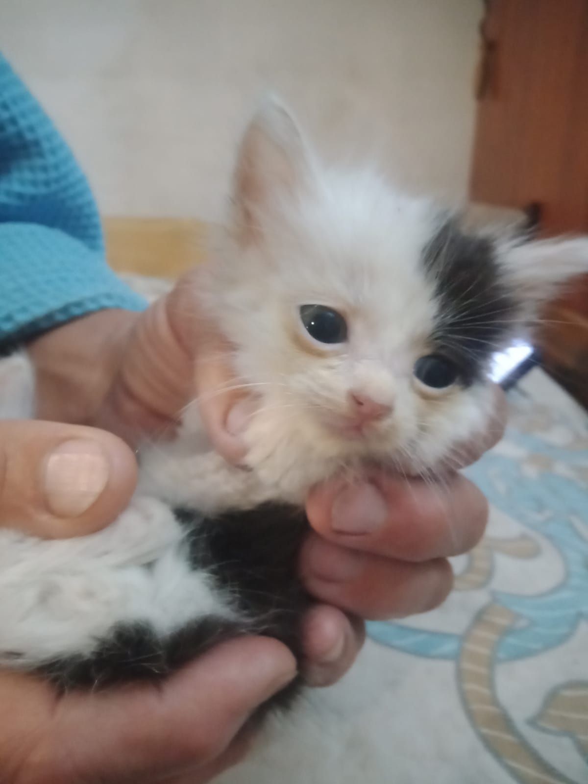 Котята даром отдам