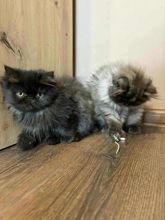 Женско персийско коте