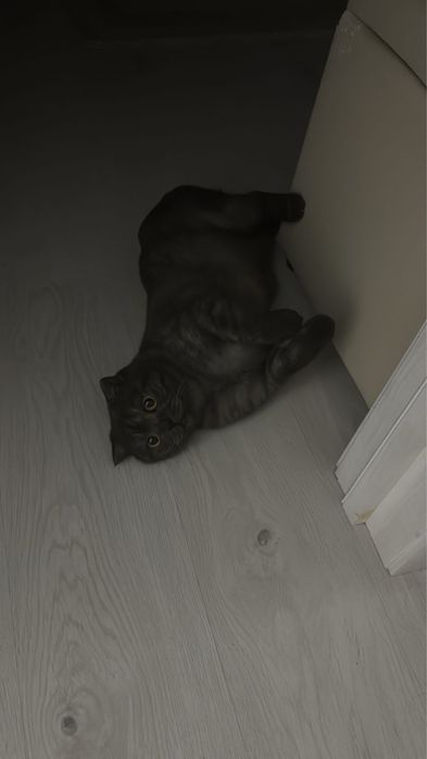 Отдам кота в добрые руки