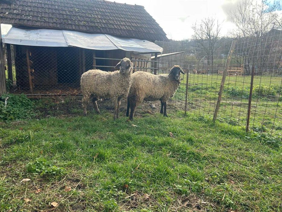 Vand berbec Carabas Sarbesc, tap Alpin Francez, si ied metis Sannen