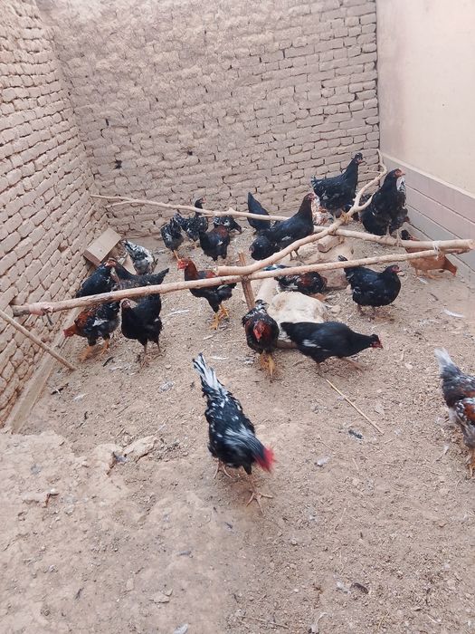 Tovuq jujalar.damawni