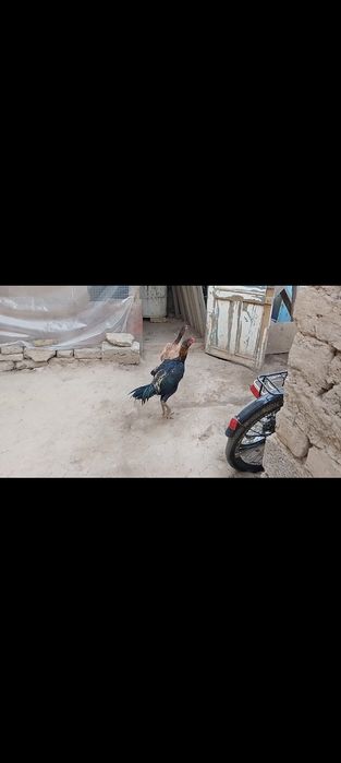 Sotiladi jöja xòroz va tovuq