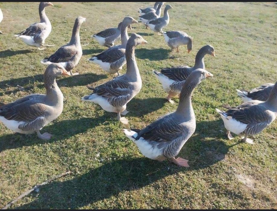 Vând Gâște de carne