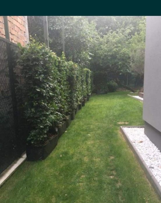 Ligustrum / lemn cainesc creștere rapidă / gard viu/