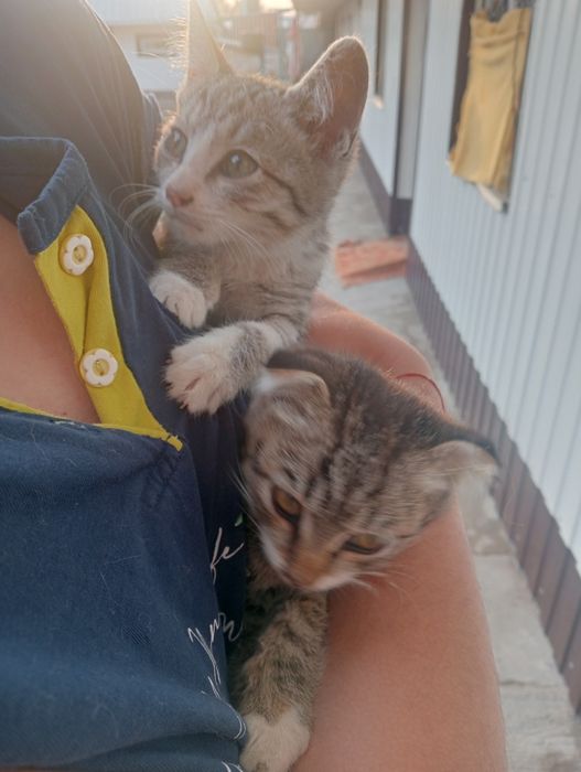 Отдам котят в хорошие руки