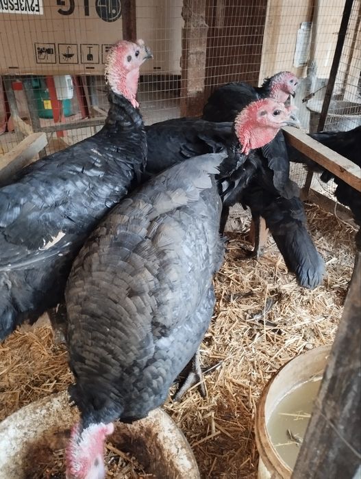 Kurka sotiladi  6 ta erke