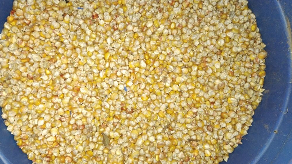 Porumb boabe sămânța