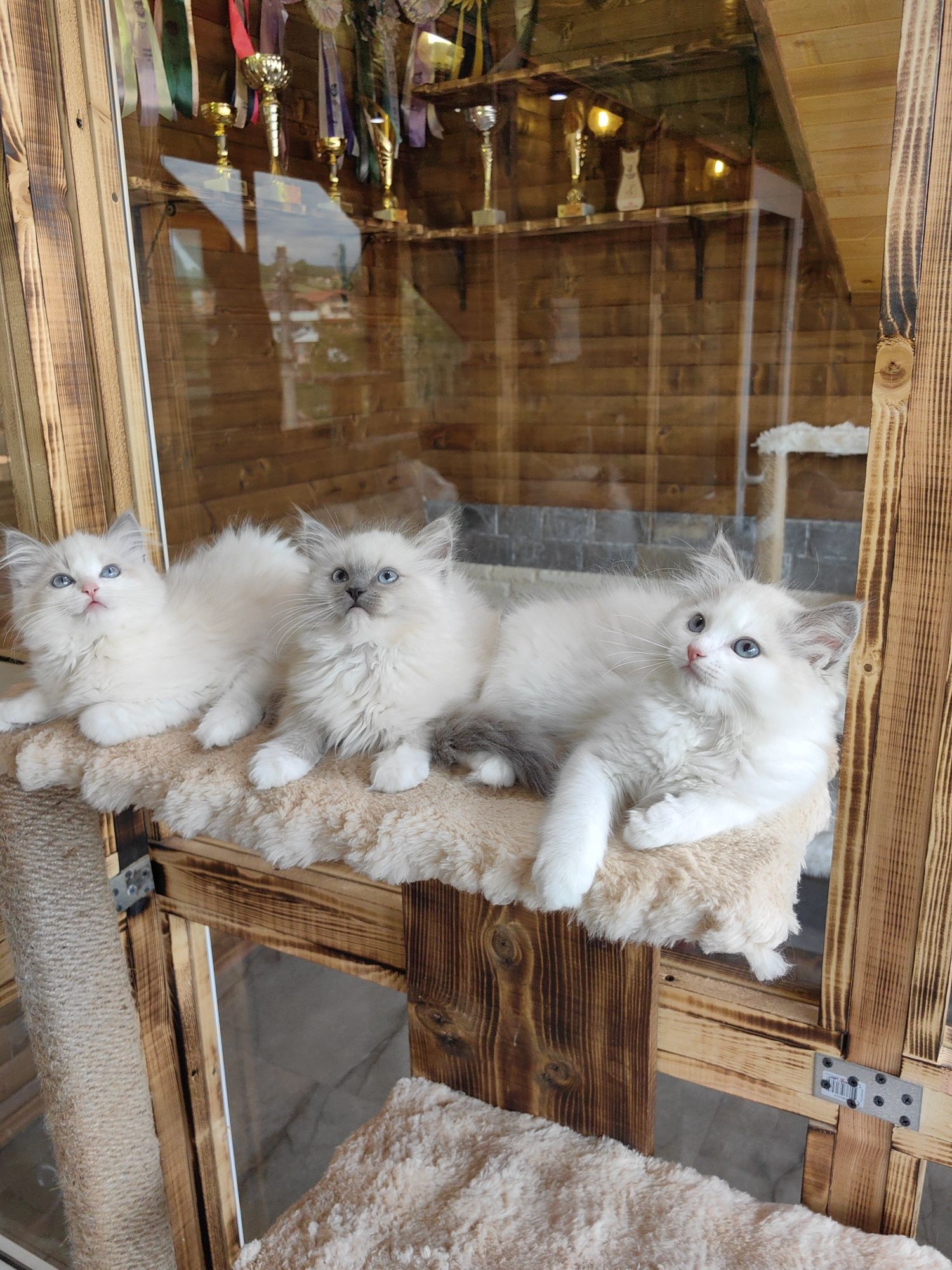 Рагдол/Ragdoll/Регдол две Женски с Родословие
