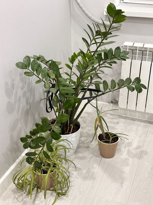 Продам цветы комнатные