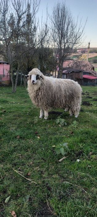 Vind berbecuț din primăvară.