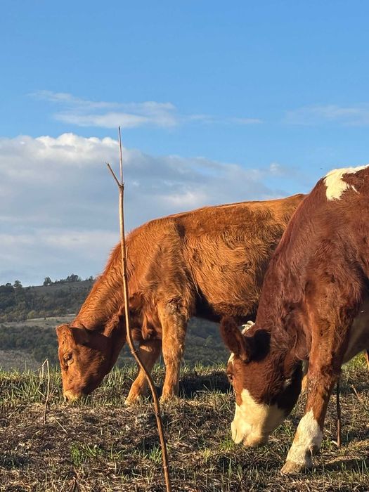 Женски месодайни телета