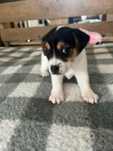 Jack Russel Terrier cu pedigree