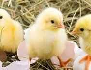 Jojalar va tovuqlar uchun parvarish