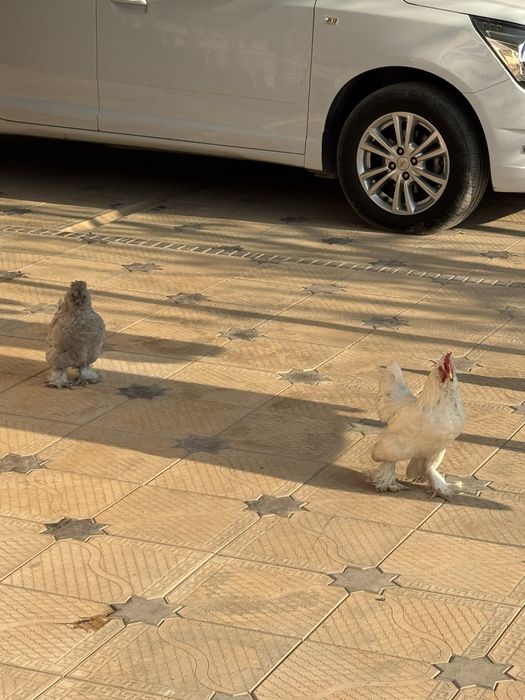 yapon tovuqlari sotiladi