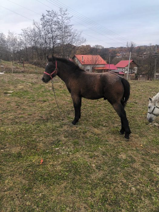 Vind cârlan de 1 si 4 luni