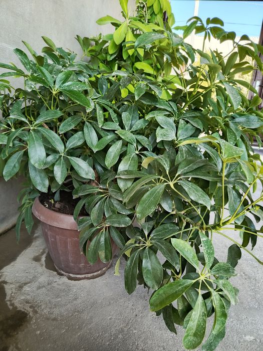 Shefflera va Euphorbia grantii