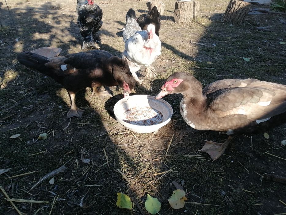 Rate mute ciocolatiu cu alb