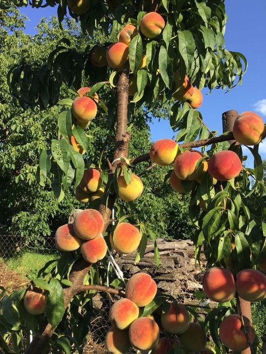 Pomi stravechi glia Stramoseasca