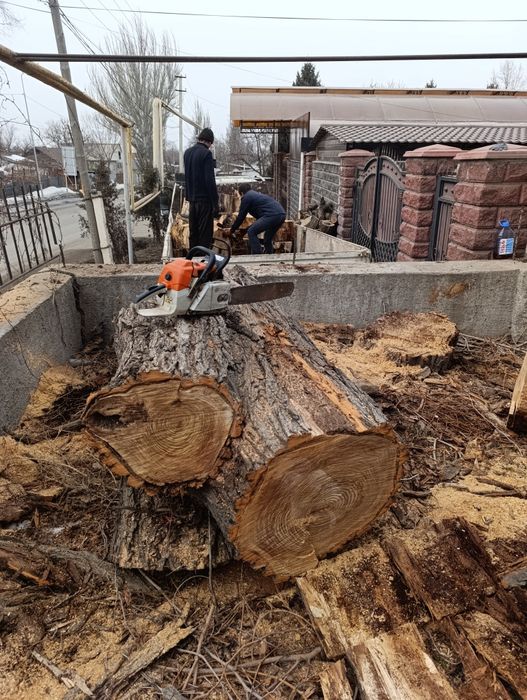 Спил деревьев,Ағаш кесеміз