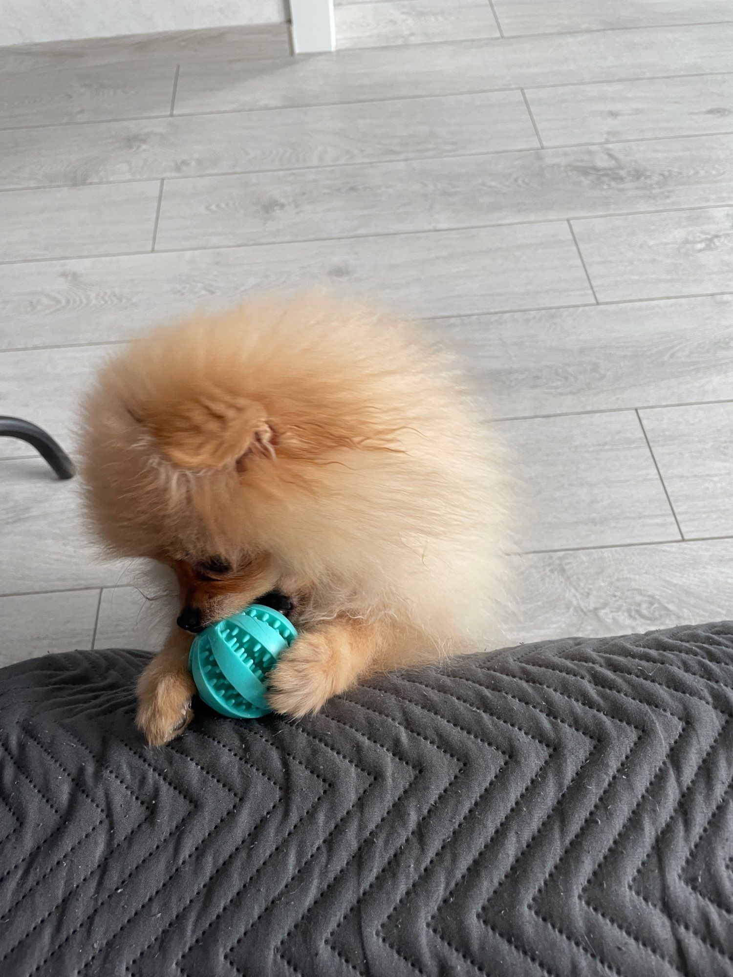 Топка-играчка за куче